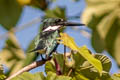 Amazon Kingfisher