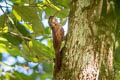 Amazonian Barred Woodcreeper Dendrocolaptes certhia juruanus