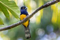 Amazonian Trogon Trogon ramonianus ramonianus