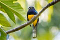 Amazonian Trogon Trogon ramonianus ramonianus