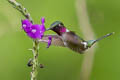 Amethyst Woodstar Calliphlox amethystina