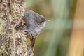 Ancash Tapaculo Scytalopus affinis