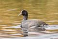 Andean Coot Fulica ardesiaca ardesiaca