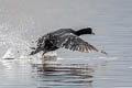 Andean Coot Fulica ardesiaca ardesiaca