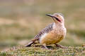 Andean Flicker Colaptes rupicola puna