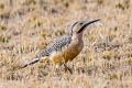 Andean Flicker Colaptes rupicola puna