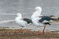 Andean Goose Chloephaga melanoptera