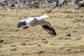 Andean Goose Chloephaga melanoptera