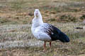 Andean Goose Chloephaga melanoptera