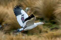 Andean Goose Chloephaga melanoptera