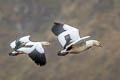 Andean Goose Chloephaga melanoptera