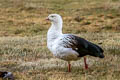 Andean Goose Chloephaga melanoptera