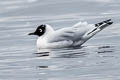 Andean Gull Chroicocephalus serranus