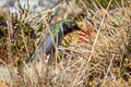 Andean Hillstar Oreotrochilus estella estella