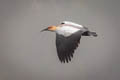 Andean Ibis Theristicus branickii