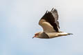 Andean Lapwing Vanellus resplendens