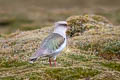 Andean Lapwing Vanellus resplendens