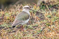 Andean Lapwing Vanellus resplendens