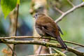 Andean Solitaire Myadestes ralloides ralloides