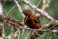 Andean Cock-of-the-rock Rupicola peruvianus saturatus