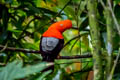 Andean Cock-of-the-rock Rupicola peruvianus saturatus