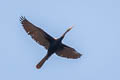 Anhinga Anhinga anhinga anhinga