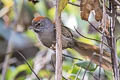 Apurimac Spinetail Synallaxis courseni