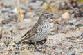 Ash-breasted Sierra Finch Geospizopsis plebejus plebejus