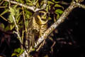 Band-bellied Owl Pulsatrix melanota melanota