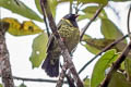 Band-tailed Fruiteater Pipreola intermedia intermedia