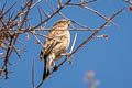 Band-tailed Seedeater Catamenia analis analoides