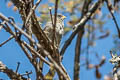 Band-tailed Seedeater Catamenia analis analoides