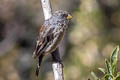 Band-tailed Seedeater Catamenia analis analoides