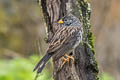 Band-tailed Sierra Finch Rhopospina  alaudina bipartitus