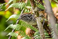 Musician Wren Cyphorhinus arada modulator