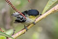 Barred Becard Pachyramphus versicolor meridionalis