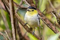 Barred Becard Pachyramphus versicolor meridionalis