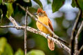 Barred Antshrike Thamnophilus doliatus radiatus