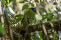 Barred Fruiteater Pipreola arcuata viridicauda