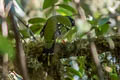 Barred Fruiteater Pipreola arcuata viridicauda