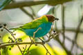 Bay-headed Tanager Tangara gyrola catharinae