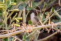 Bearded Mountaineer Oreonympha nobilis nobilis