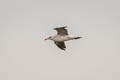 Belcher's Gull Larus belcheri (Band-tailed Gull)