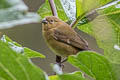 Black-billed Seed Finch Sporophila atrirostris gigantirostris 