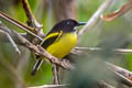 Black-backed Tody-Flycatcher Poecilotriccus pulchellus