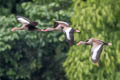 Black-bellied Whistling Duck Dendrocygna autumnalis autumnalis