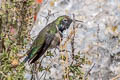 Black-breasted Hillstar Oreotrochilus melanogaster