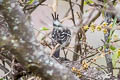 Black-crested Tit-Tyrant Anairetes nigrocristatus