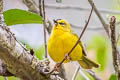 Black-crested Warbler Myiothlypis nigrocristata