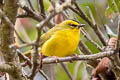 Black-crested Warbler Myiothlypis nigrocristata